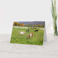 Animals Goats Pasture Vermont Photo Sympathy