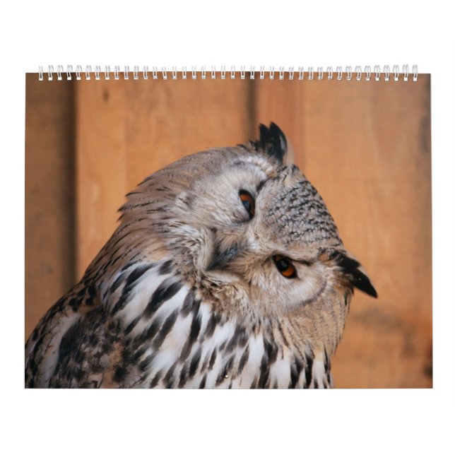 Animals Looking At You Calendar (Cover)