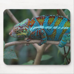 Animals, Nature, Reptiles Pictures Mouse Pad