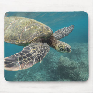 animals, nature, turtle mouse pad