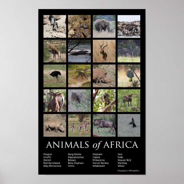 Animals of Africa Poster (Front)
