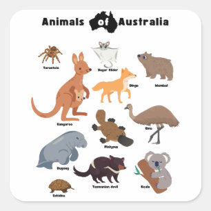Animals of Australia Aussie Wildlife Square Sticker