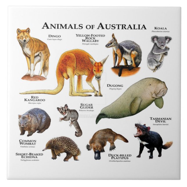 Animals of Australia Ceramic Tile (Front)