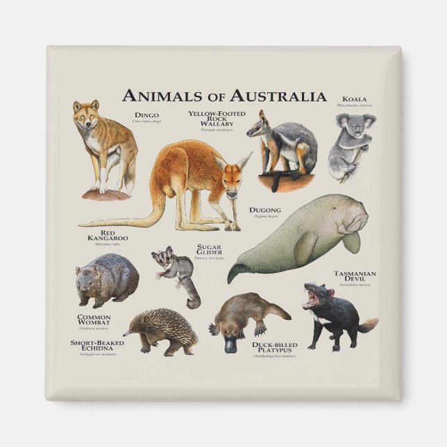 Animals of Australia Magnet (Front)