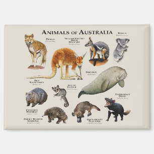 Animals of Australia Magnet