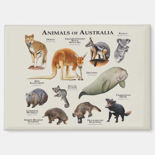 Animals of Australia Magnet (Front)