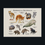 Animals of Australia Postcard<br><div class="desc">Array of Animals from Australia background</div>