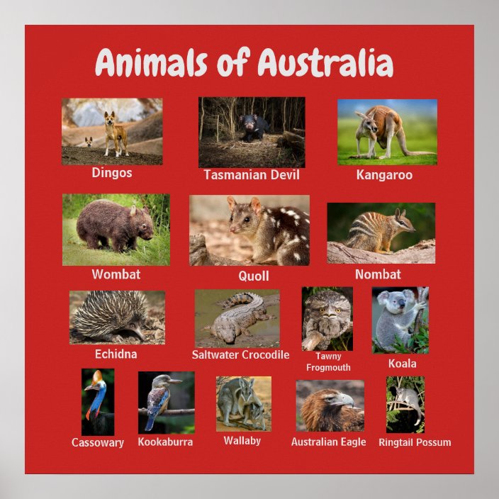 Animals of Australia Poster | Zazzle