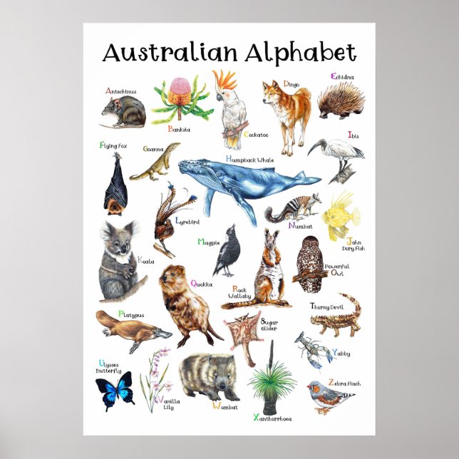 Animals of Australia Poster (Front)