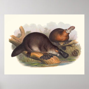 Animals Of Australia The Duck Billed Platypus Poster