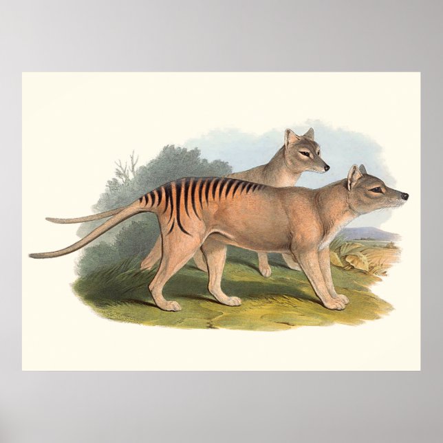 Animals Of Australia The Tasmanian Tiger Poster (Front)