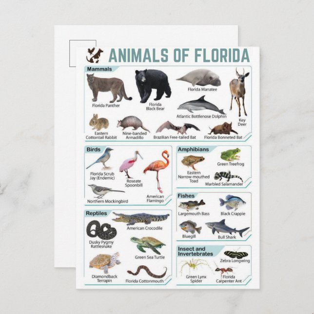 Animals of florida, florida usa wild lide  postcard (Front/Back)