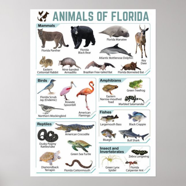 Animals of florida, florida usa wild lide  poster (Front)