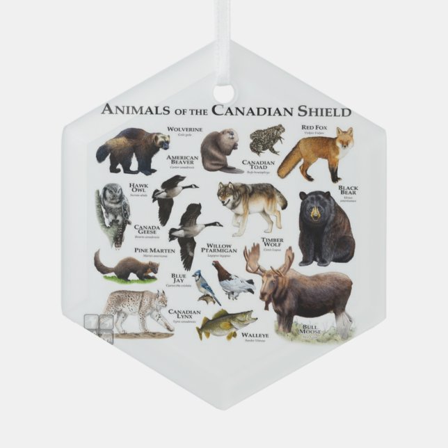 "Animals of the Canadian Shield." Glass Tree Decoration (Front)