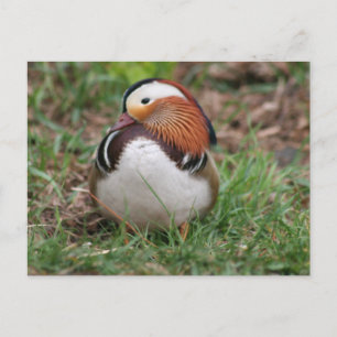 Animals Postcard