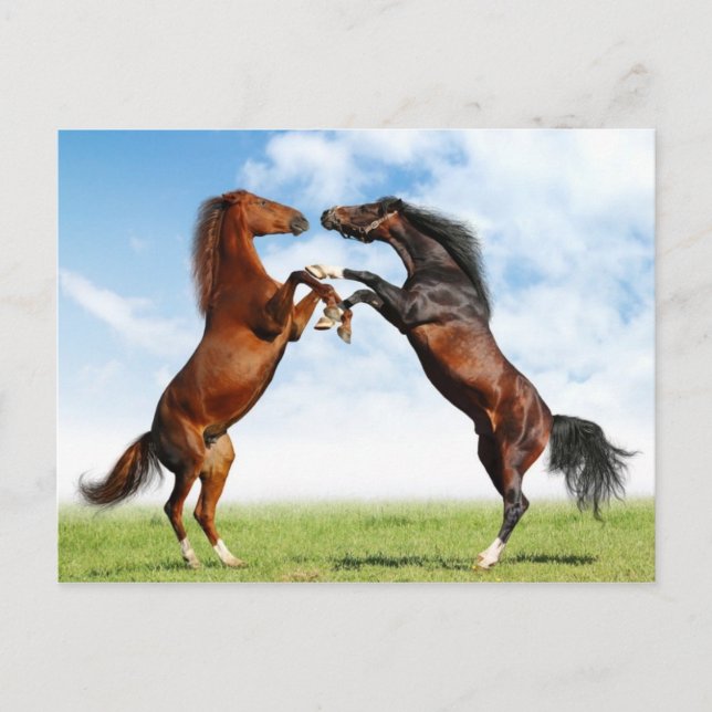 Animals postcards 18 (Front)