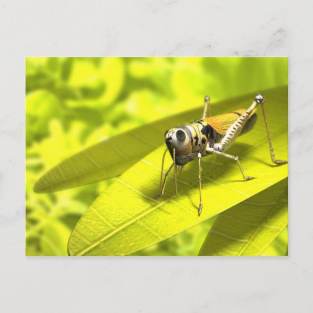 Animals postcards 34 (Front)