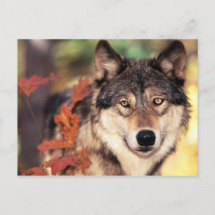 Animals postcards 36