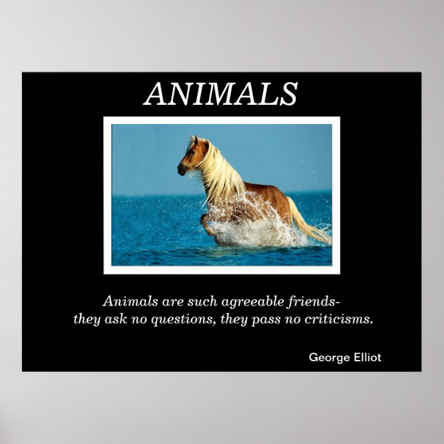 Animals  Posters 31 (Front)
