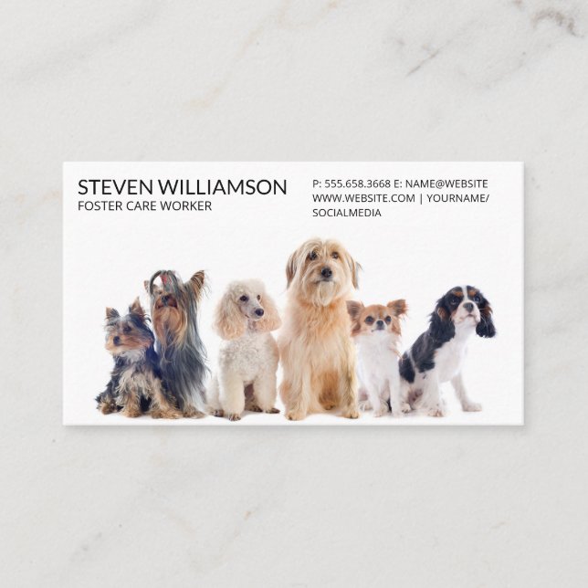 Animals Sitting in Group Business Card (Front)