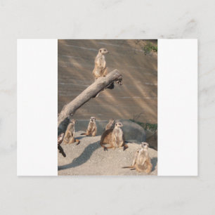 Animals  Wild  Mammals Meerkat Postcard