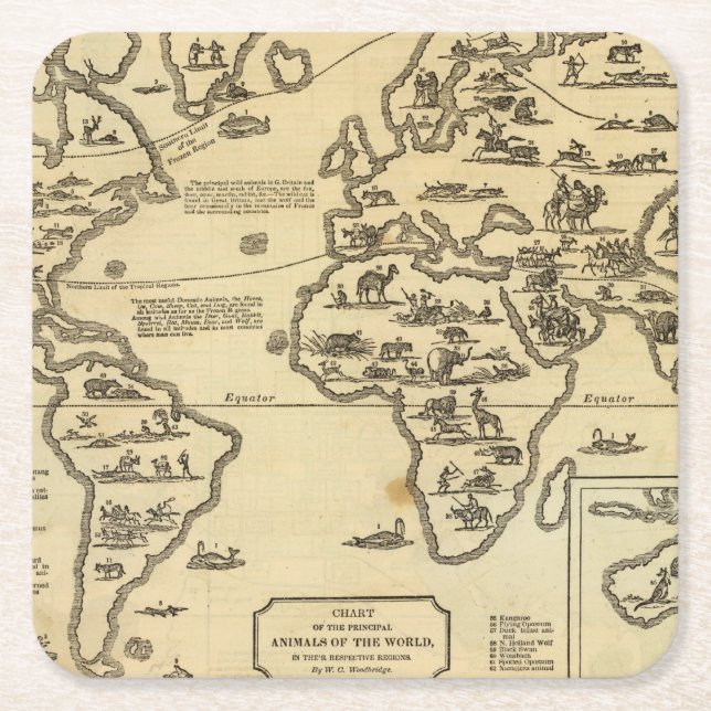 Animals World Square Paper Coaster (Front)