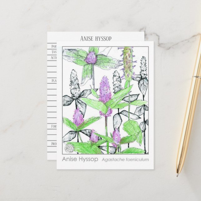 Anise Hyssop Materia Medica Herbal Study Card (Front/Back In Situ)