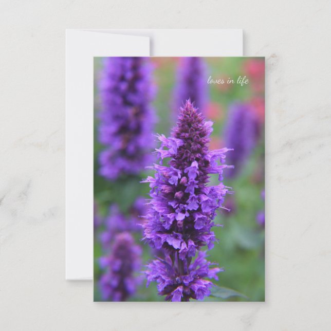 Anise Hyssop Note Card  (Front)