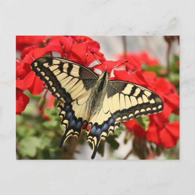 Anise Swallowtail Postcard (Front)