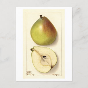 Anju Pear Vintage Illustration Postcard
