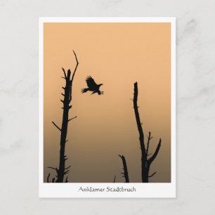 Anklamer Stadtbruch Postcard