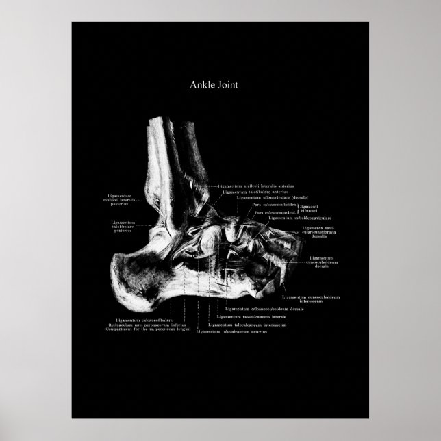 Ankle Anatomy Orthopedic Wall Decor (Front)