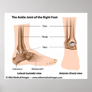 Ankle joint anatomy, labelled diagram. poster