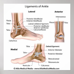 Ankle ligaments, labelled drawing. poster