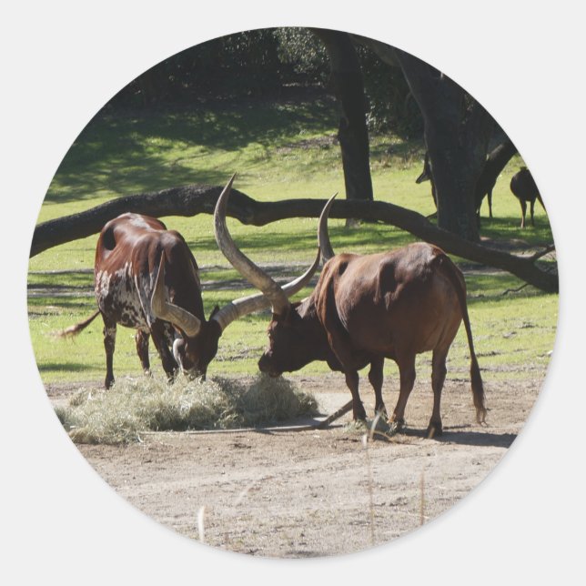 Ankole Cattle #2 Stickers (Front)