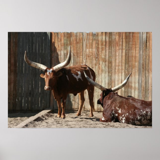 Ankole-Watusi Cattle Poster (Front)