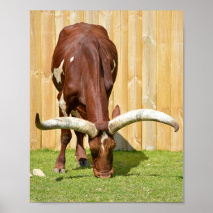 Ankole-Watusi grazing Poster