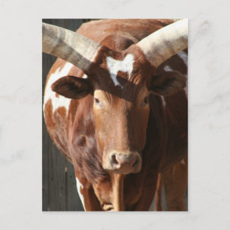 Ankole-Watusi Steer With Huge Horns Postcard