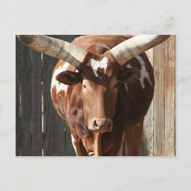 Ankole-Watusi Steer With Huge Horns Postcard (Front)