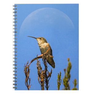 Anna’s Hummingbird Perched Against Full Moon Photo Notebook