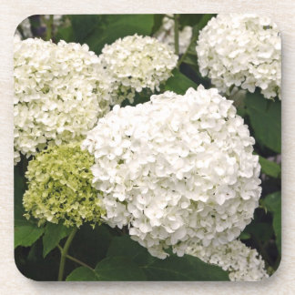Annabelle Hydrangea Coaster