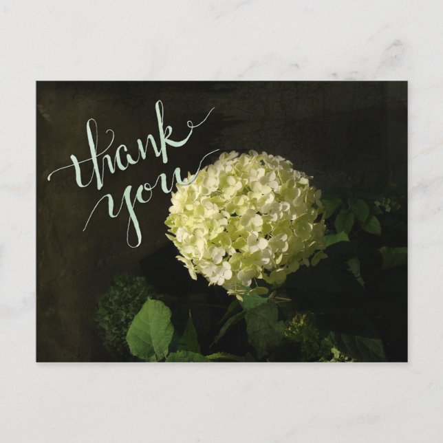 Annabelle  Hydrangea Thank-you Postcard (Front)