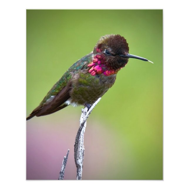 Anna's Hummingbird Acrylic Print (Front)