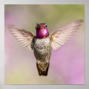 Anna's Hummingbird Beautiful Pink, Purple & Green Poster