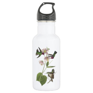 Anna's Hummingbird by Audubon 532 Ml Water Bottle