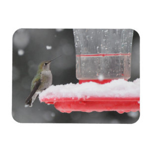 Anna's Hummingbird in the Snow Magnet