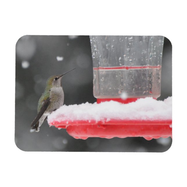 Anna's Hummingbird in the Snow Magnet (Horizontal)