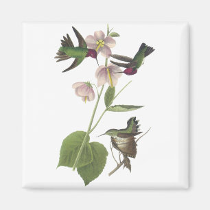 Anna's Hummingbird, James Audubon Magnet