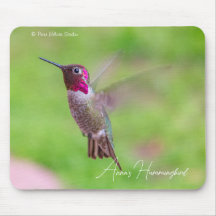 Anna's Hummingbird