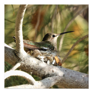 Anna's Hummingbird on Nest Photo Print